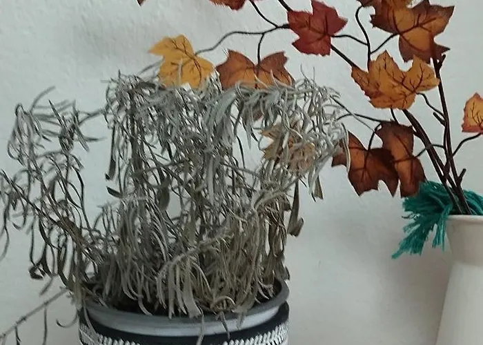 Bea City Center 티라나